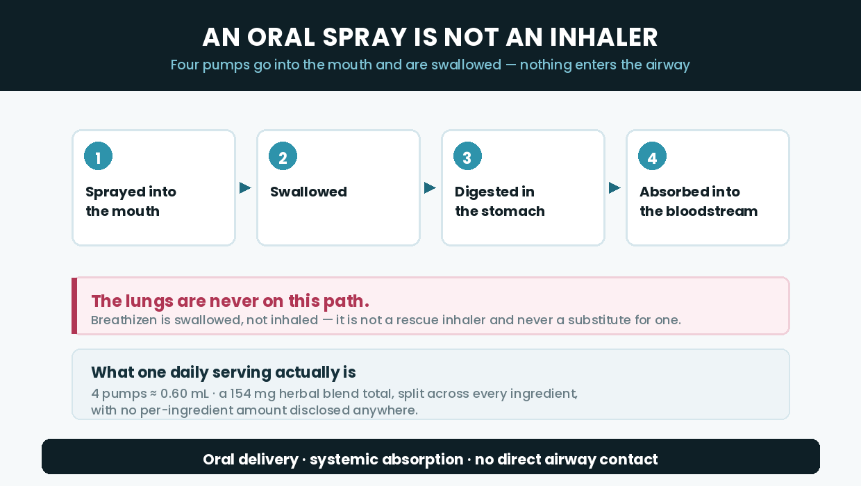 Breathizen's route: sprayed into the mouth, swallowed, digested, absorbed — never the lungs